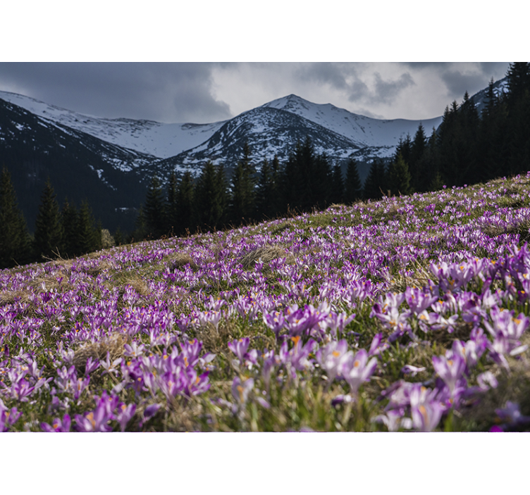 Fototapet cu flori câmp de flori de crocus - TenStickers