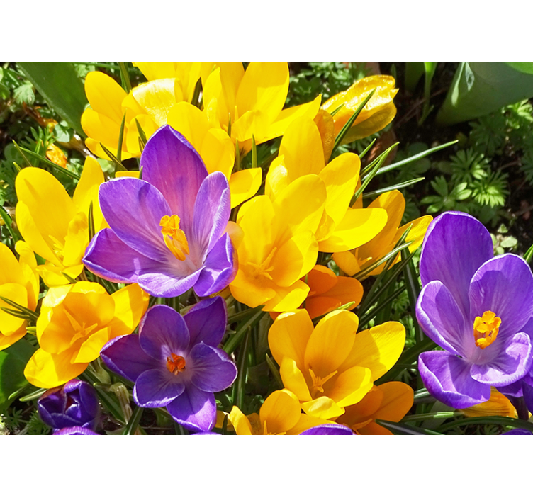 Fototapet de crocus violet și galben sălbatic - TenStickers