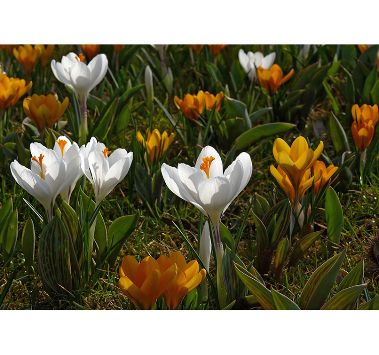 Fototapet cu flori înflorire de crocus - TenStickers