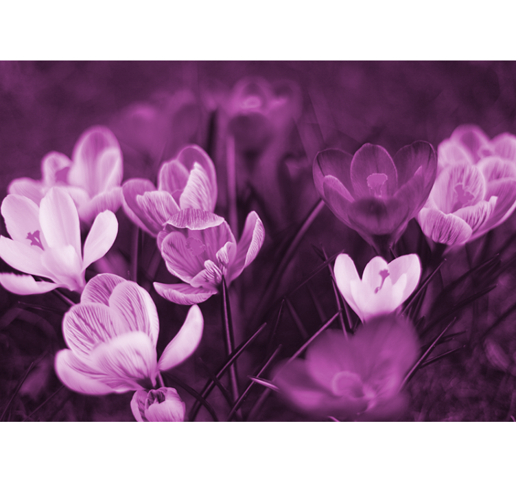 Fototapet maci flori delicate înflorite - TenStickers