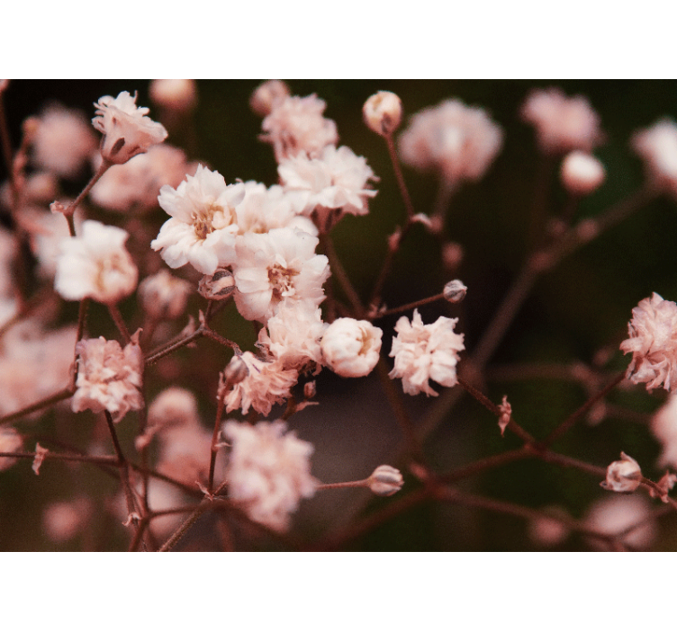 Fototapet cu flori flori delicate înflorite - TenStickers