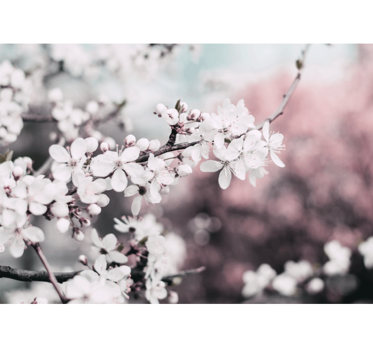 Fototapet cu flori ramură înflorită de sakura - TenStickers