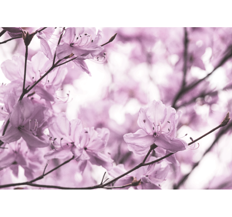 Fototapet cu flori flori roz delicate - TenStickers