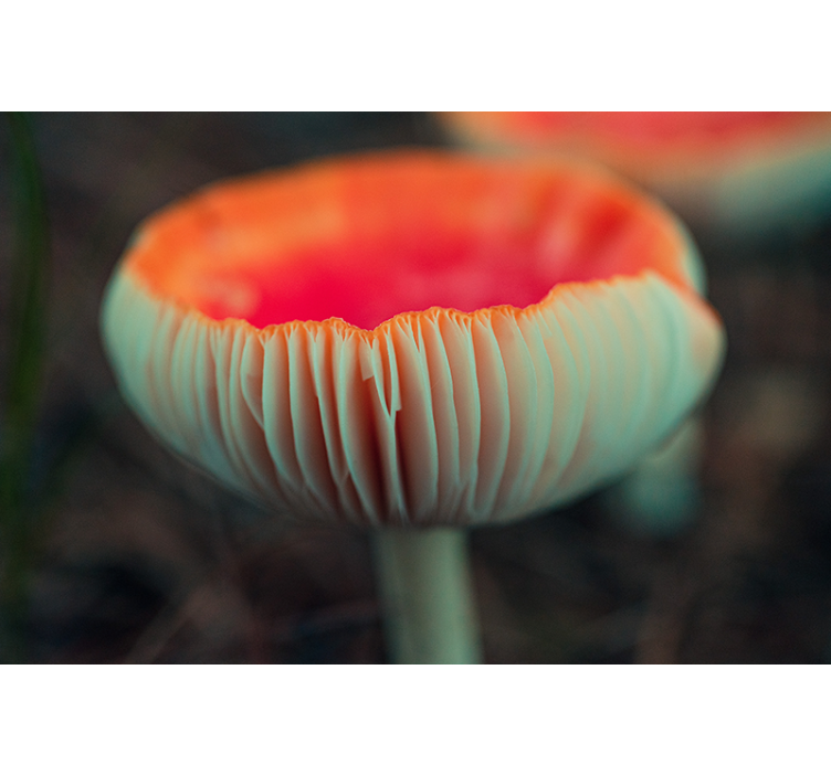 Fototapet maci flori de mac elegante - TenStickers