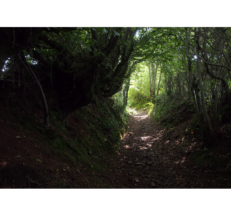 Păduri fototapet poteca din pădure - TenStickers