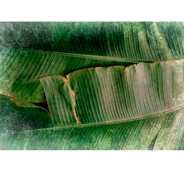 Fototapet natura straturi de vegetație vibrante - TenStickers