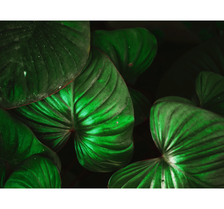 Fototapet natura frunze verzi late - TenStickers