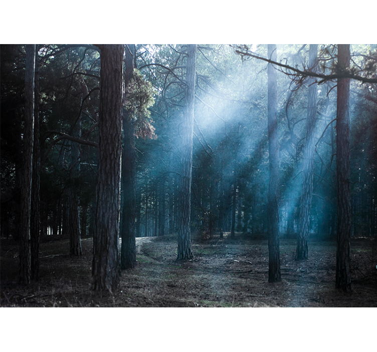 Păduri fototapet cărare cețoasă - TenStickers