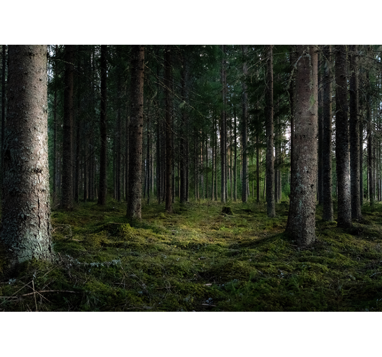 Păduri fototapet peisaj senin - TenStickers