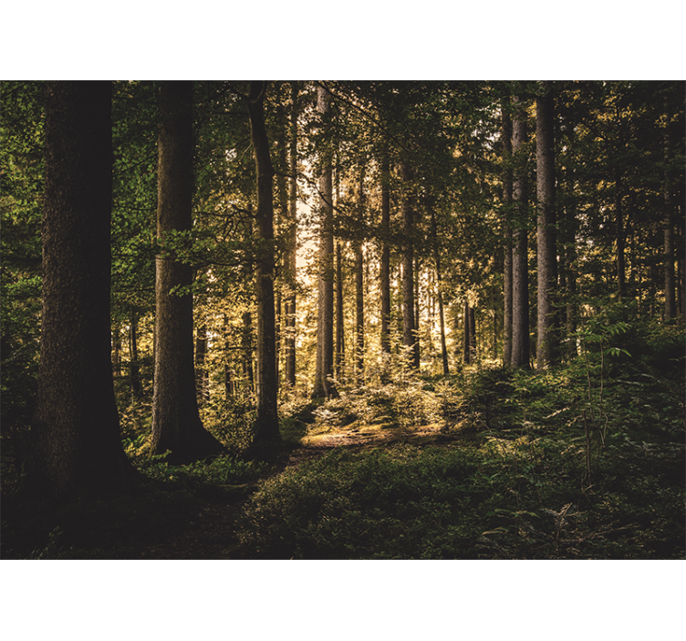 Păduri fototapet calea luminoasă a pădurii - TenStickers