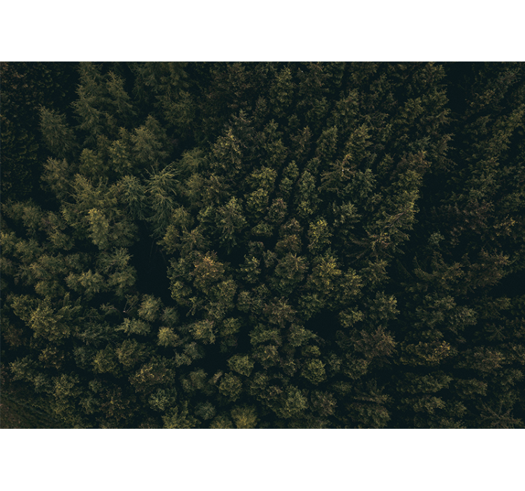 Fototapet natura canopy de verdeață luxuriantă - TenStickers