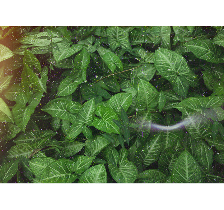 Fototapet natura compoziție de frunze vii - TenStickers