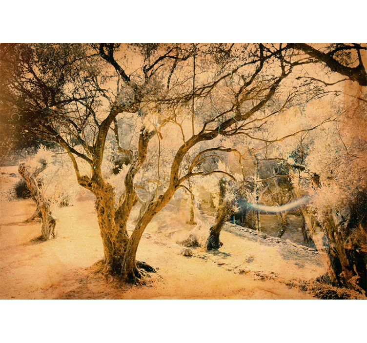 Păduri fototapet măslini aurii - TenStickers