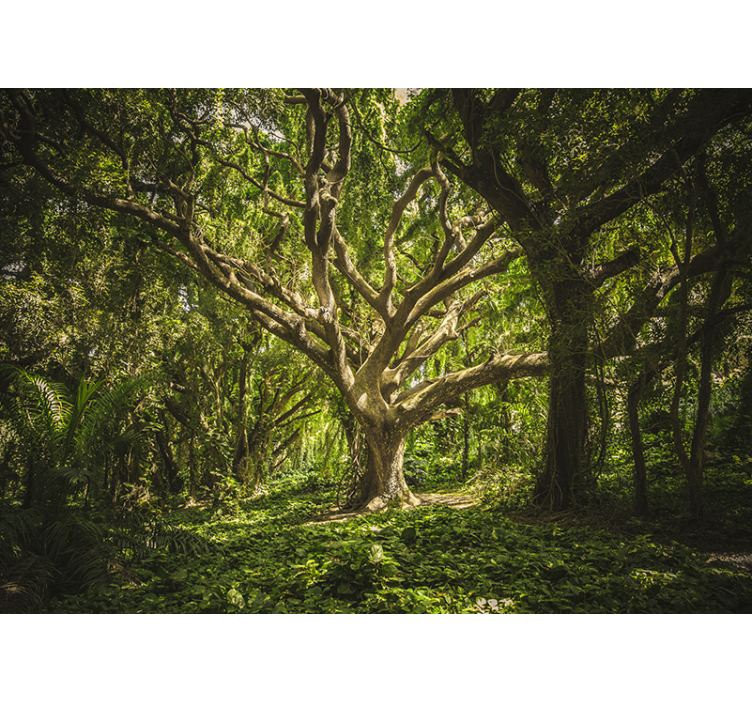 Păduri fototapet copaci majestuoși - TenStickers