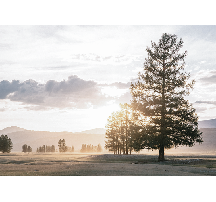 Fototapet natura silueta liniștită de brad - TenStickers