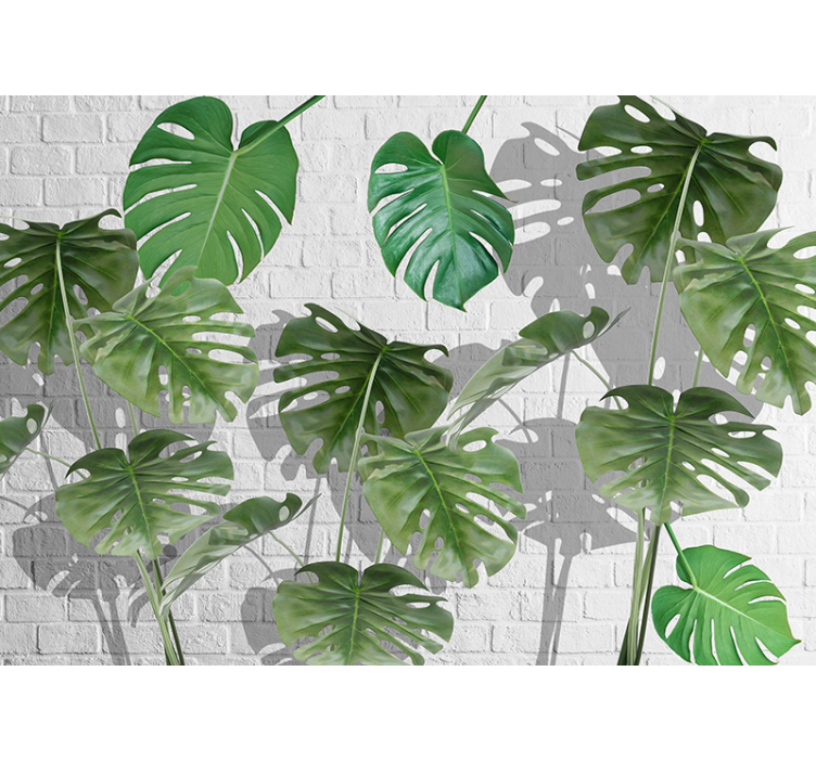 Fototapet natura aranjament frunze monstera - TenStickers