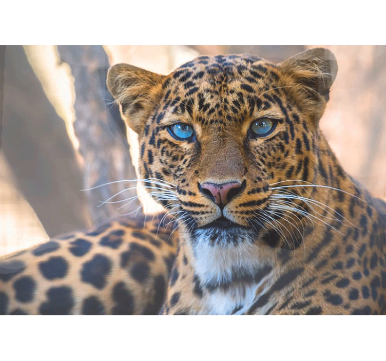 Fototapet animale portret de leopard mărit - TenStickers