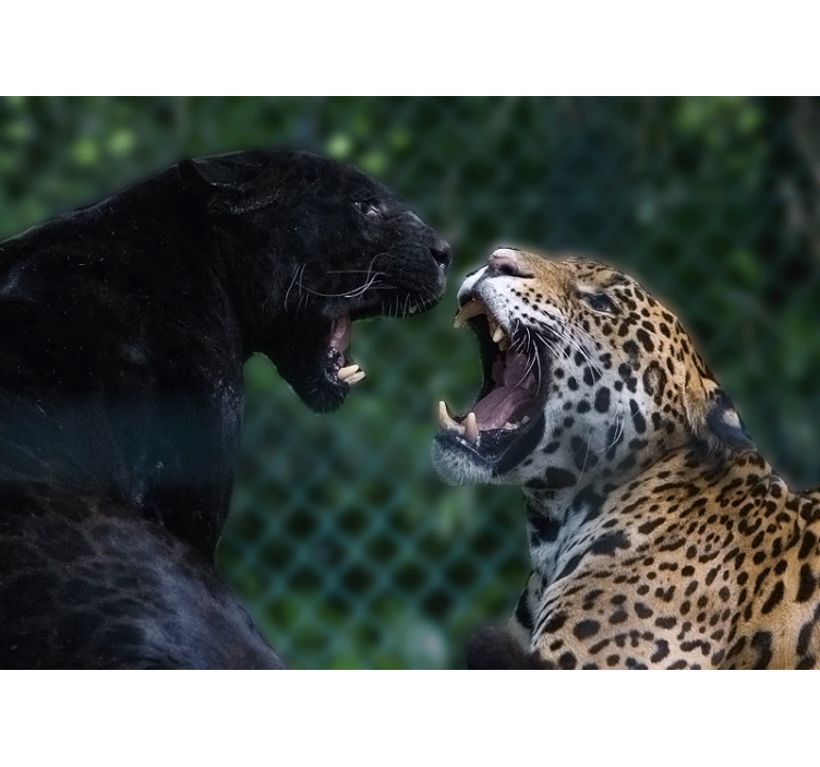 Fototapet animale panther și jaguar - TenStickers