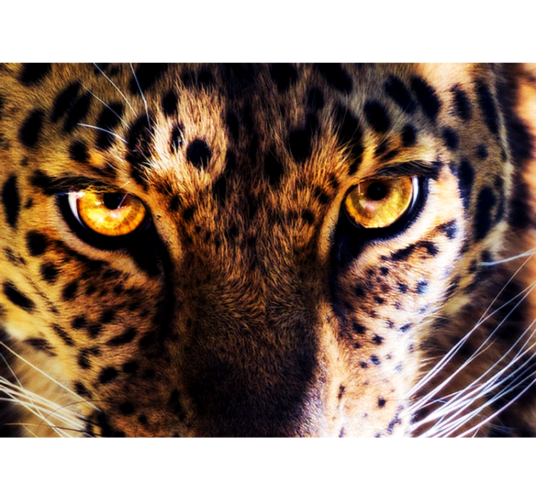 Fototapet leii stare regală de leopard - TenStickers