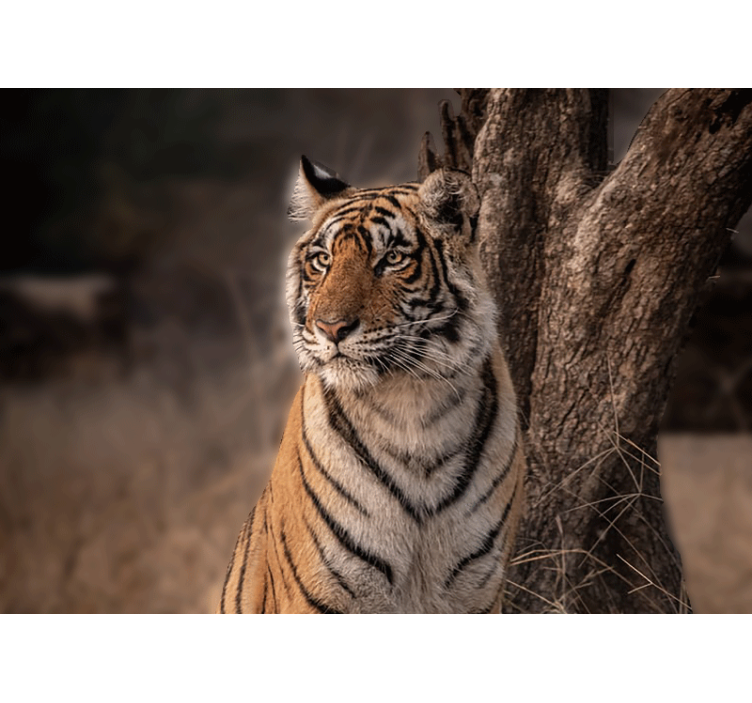 Tigru întins pe tapetul copacului - TenStickers