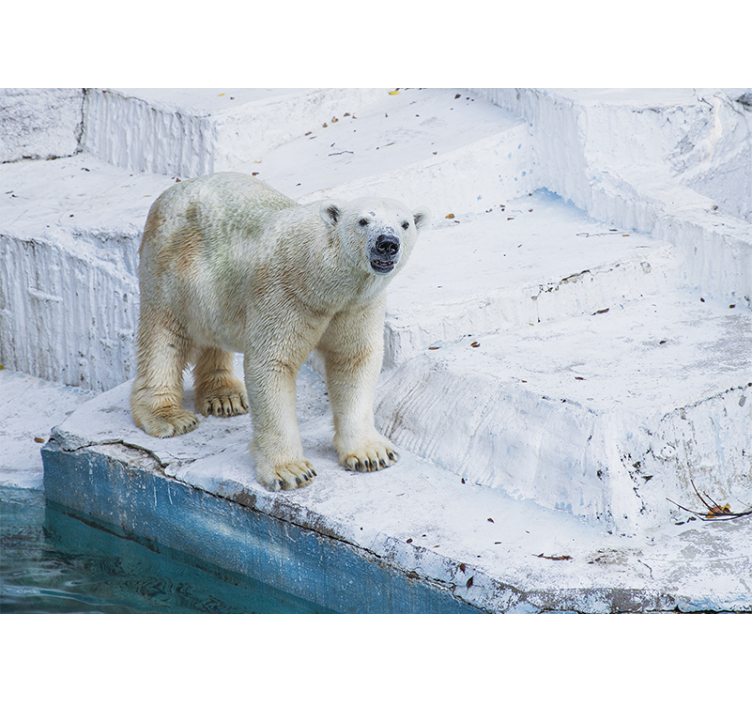 Urs polar uriaș așezat pe o fototapetde gheață - TenStickers