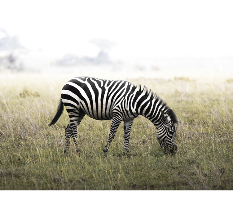 Fototapet animale zebra păscând liniștit - TenStickers