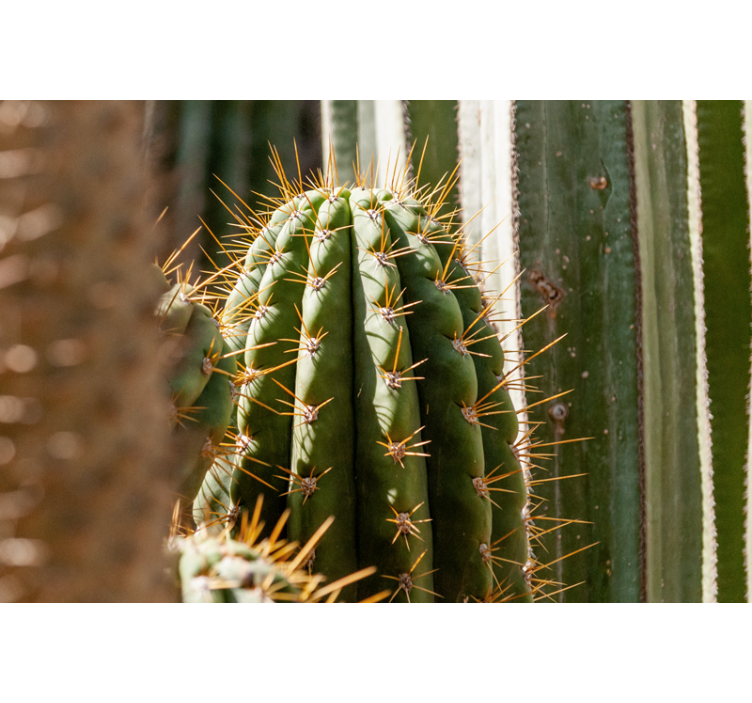 Deșert fototapet cactus de aproape - TenStickers