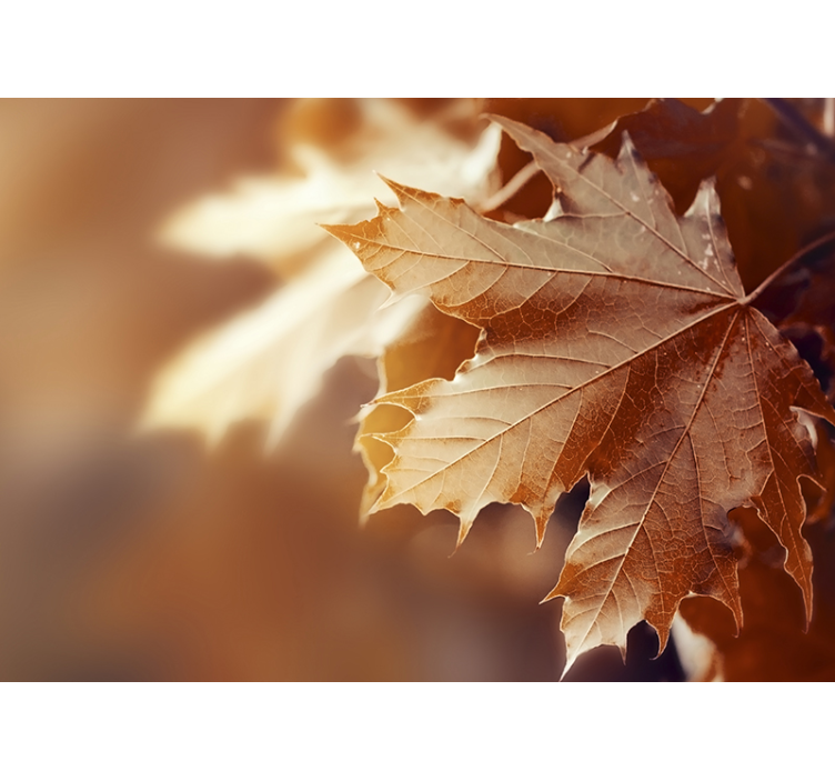 Pictură murală de frunze de toamnă - TenStickers