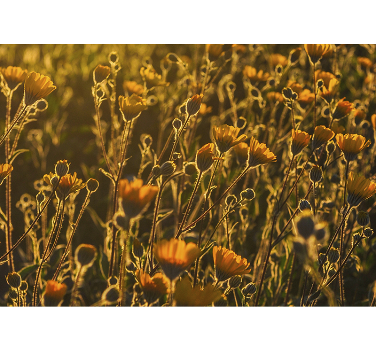 Murale calde de flori natură de mac - TenStickers