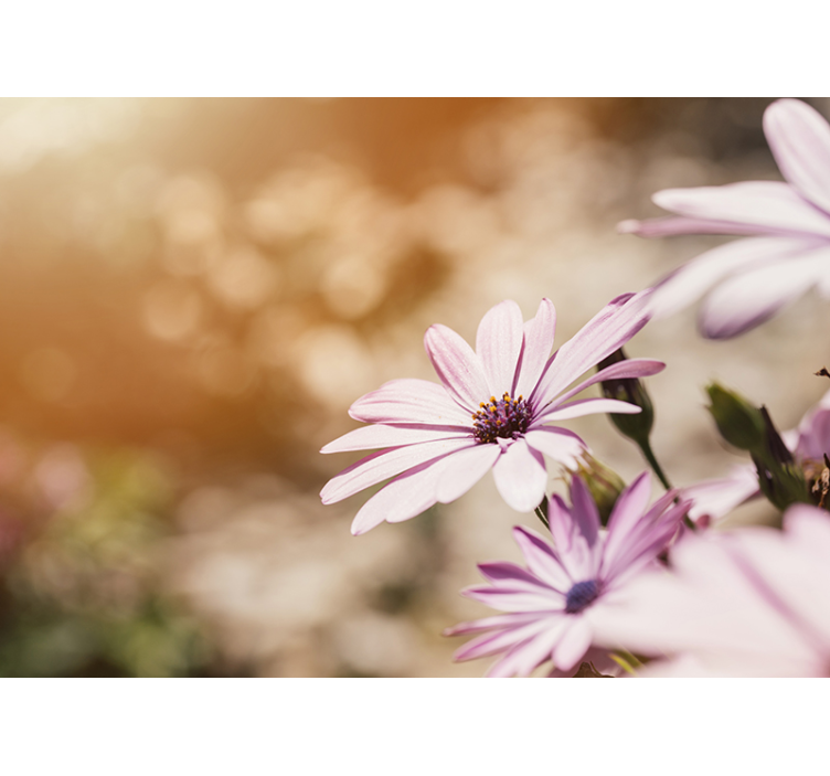 Fototapet cu flori înflorire roz - TenStickers