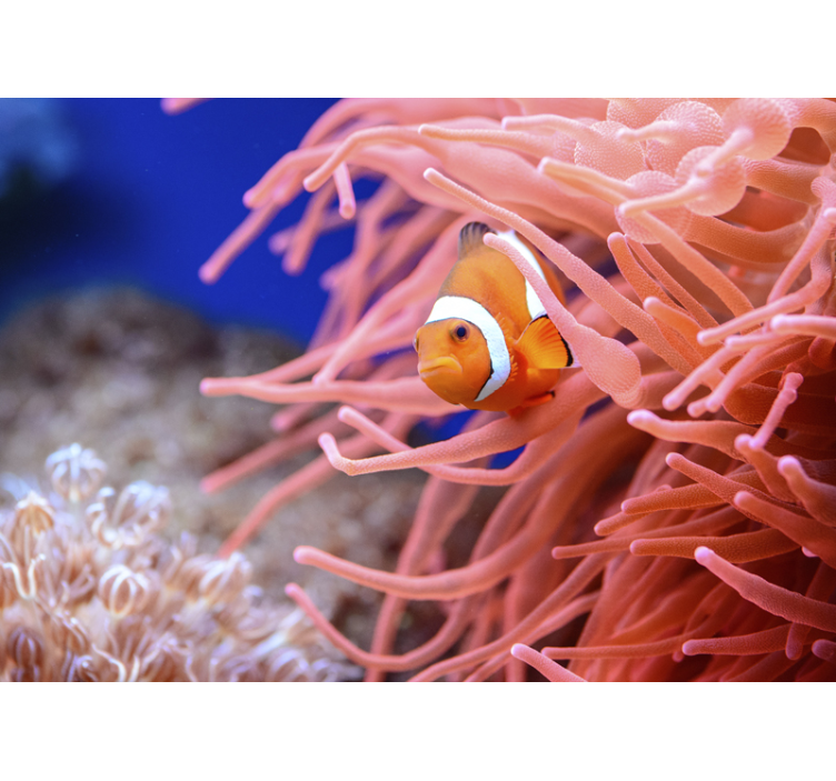 Fototapet animale pești clown între anemone - TenStickers