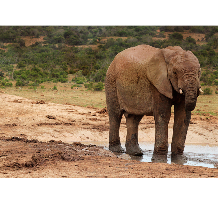 Fototapet animale întâlnire cu elefanți - TenStickers