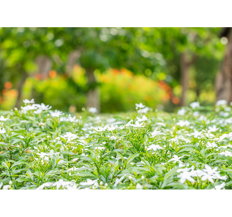 Fototapet cu flori buchete albe luxuriantă - TenStickers