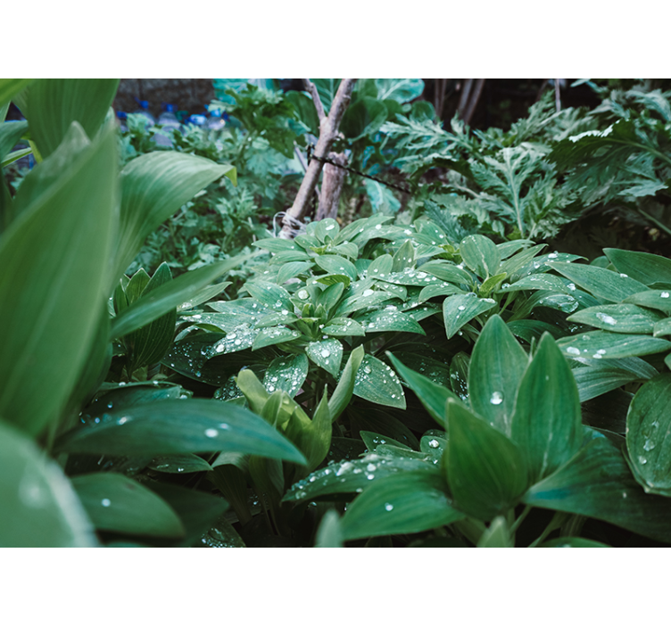 Frunza verde cu picături de apă mural de perete 3d - TenStickers