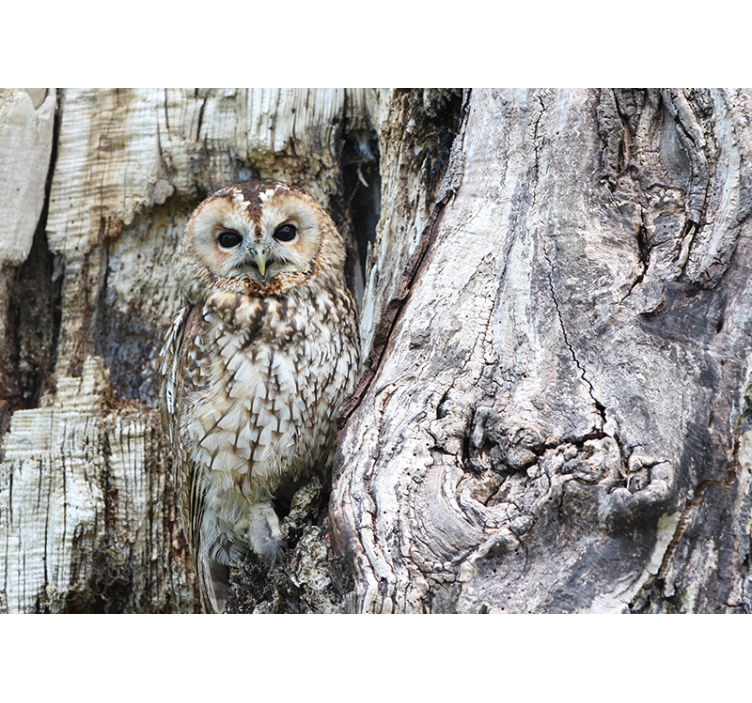 Fototapet animale portret de bufniță înțeleaptă - TenStickers