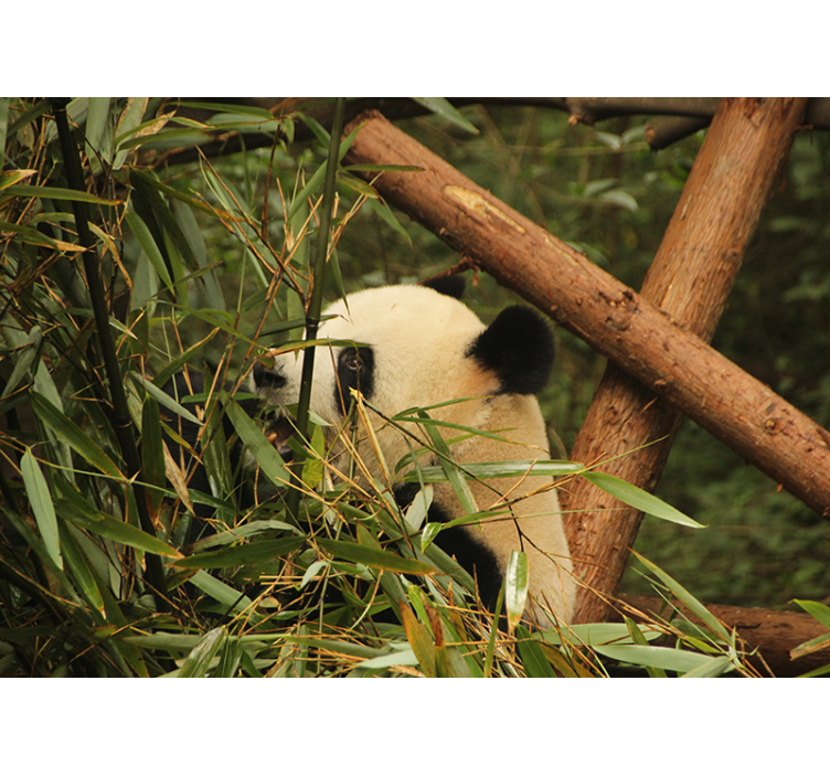 Fototapet animale panda printre bambus - TenStickers