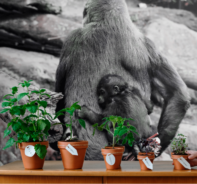 Fototapet animale mama și puiul de gorilă - TenStickers