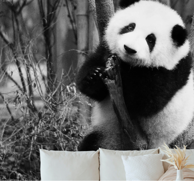 Fototapet animale panda pe copac - TenStickers