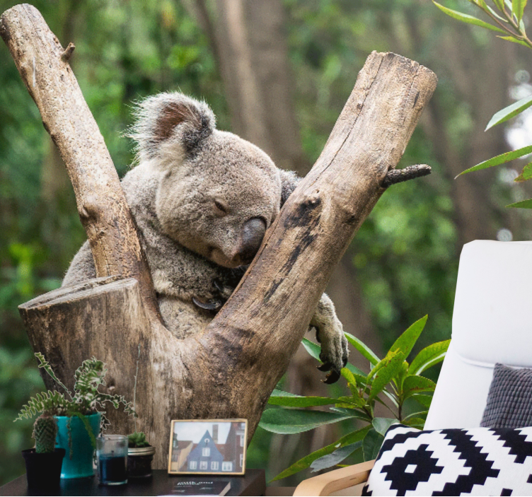 Fototapet animale urs koala adormit - TenStickers