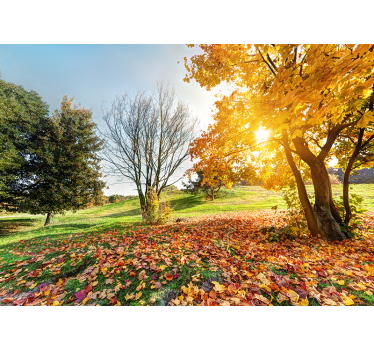 Murală de toamnă dimineața de pădure - TenStickers