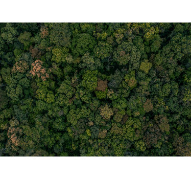 Murală de pădure fotografie peisaj - TenStickers