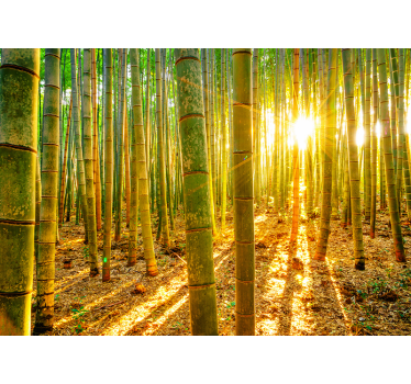 Pădure de bambus în lumina soarelui zen tapet foto - TenStickers