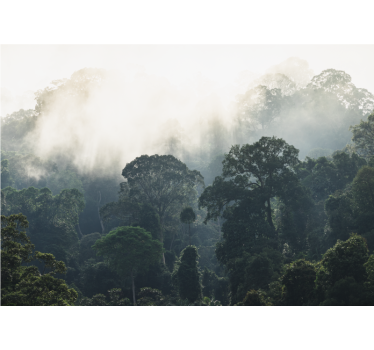 Fototapet natura peisajul pădurii în ceață - TenStickers
