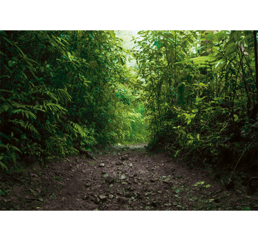 Fototapet natura traseu verde vibrant - TenStickers