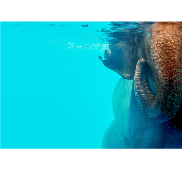 Mural elefant de sub marea murală - TenStickers
