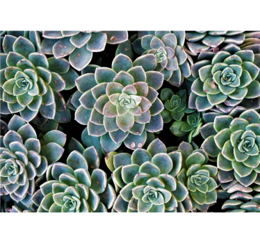 Fototapet natura colecție de plante suculente - TenStickers