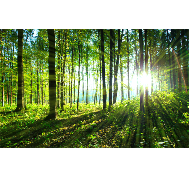 Păduri fototapet priveliște de pădure îmbăiată în soare - TenStickers