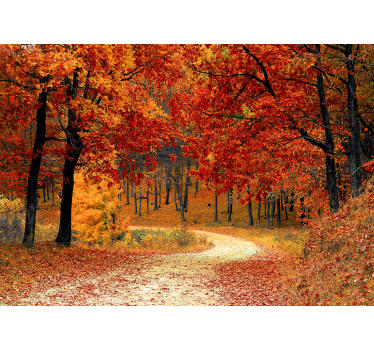 Fototapet natura traseu de pădure de toamnă - TenStickers