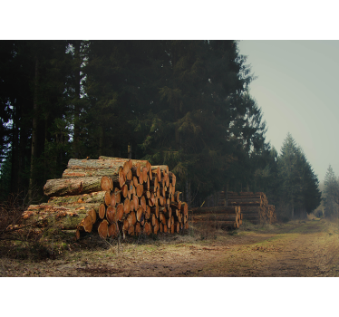Păduri fototapet stive de cherestea în pădure - TenStickers