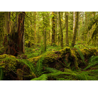 Păduri fototapet peisaj luxuriant de pădure - TenStickers